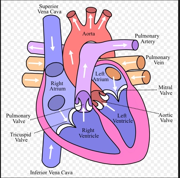 The Structures - The Circulatory System